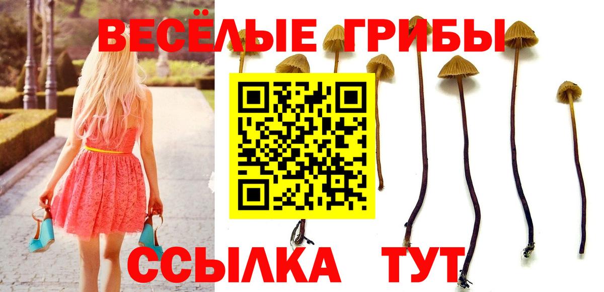 Железноводск  Псилоцибиновые грибы Psilocybe  Вход с VPN 